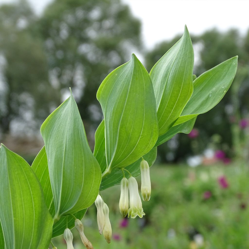 Polygonatum multiflorum - Sello de Salomón