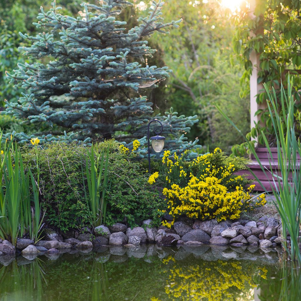 Cytisus decumbens - Ginesta