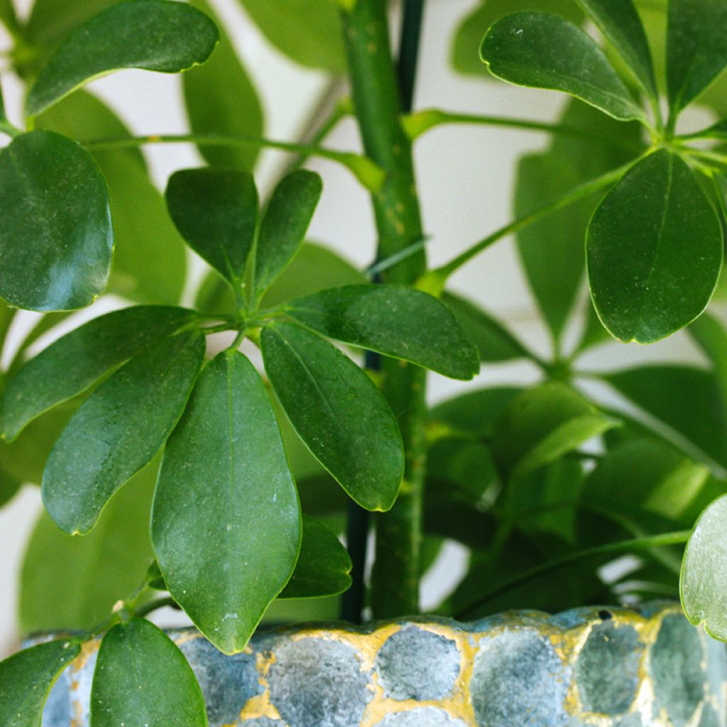 Cheflera - Schefflera arboricola