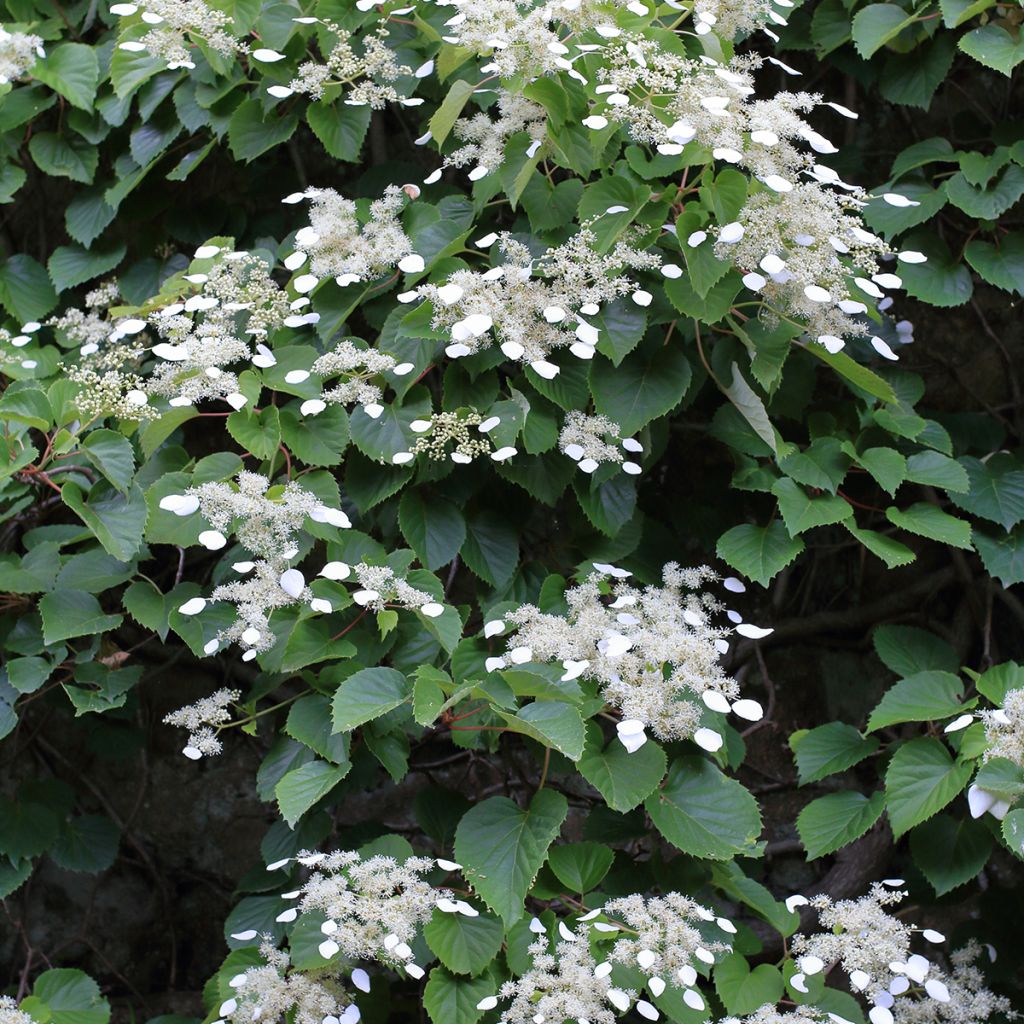 Schizophragma hydrangeoides