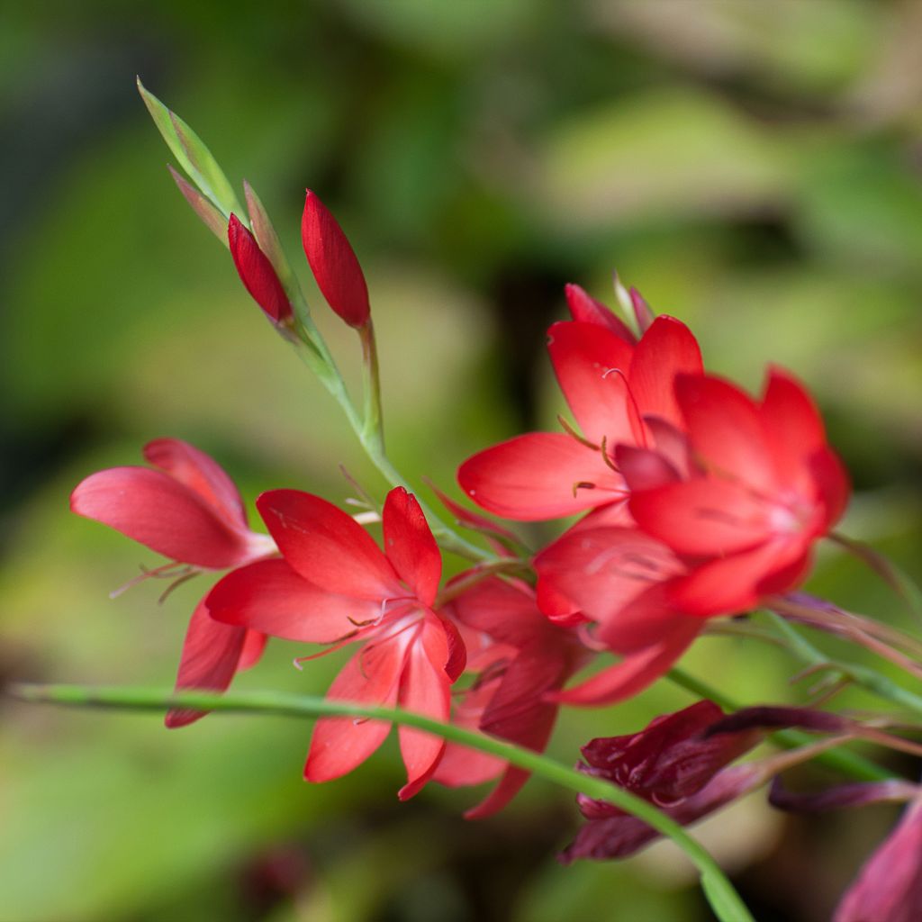 Schizostylis coccinea Major - Lirio de río