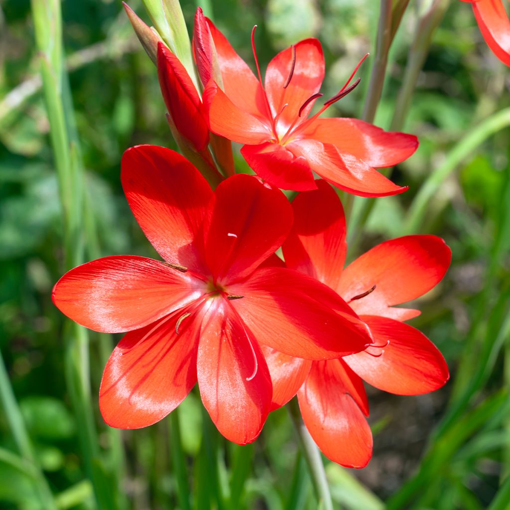 Schizostylis coccinea Major - Lirio de río
