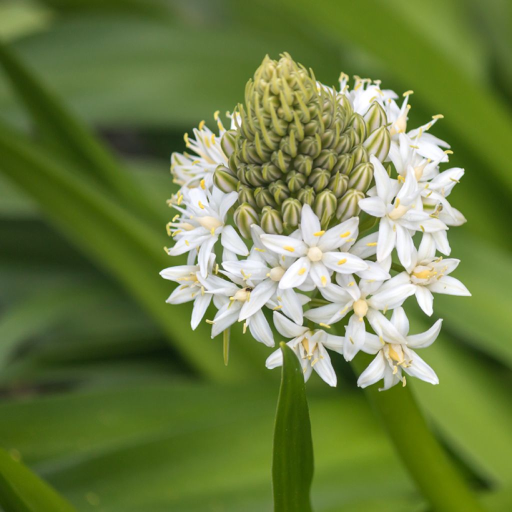 Scilla peruviana White Moon - Jacinto del Perú