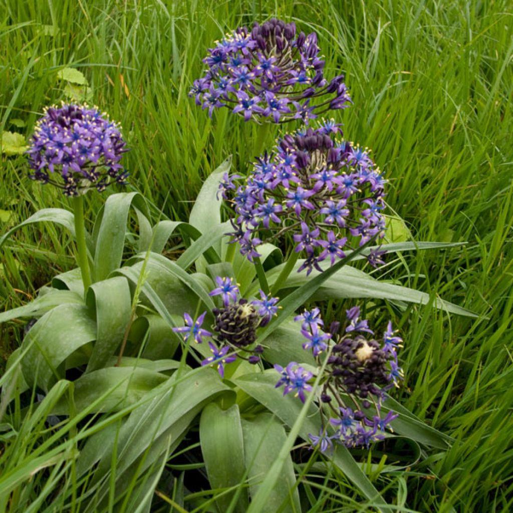 Scilla peruviana - Jacinto del Perú