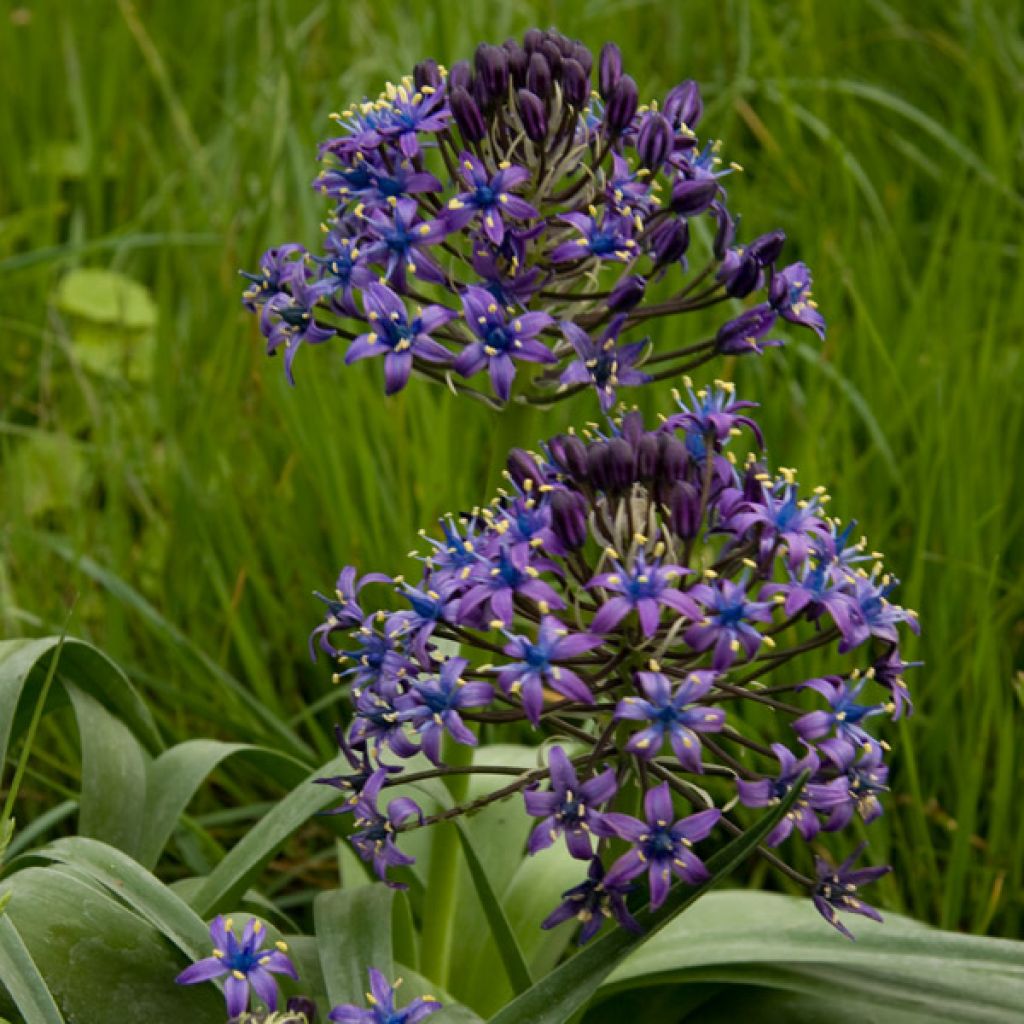 Scilla peruviana - Jacinto del Perú