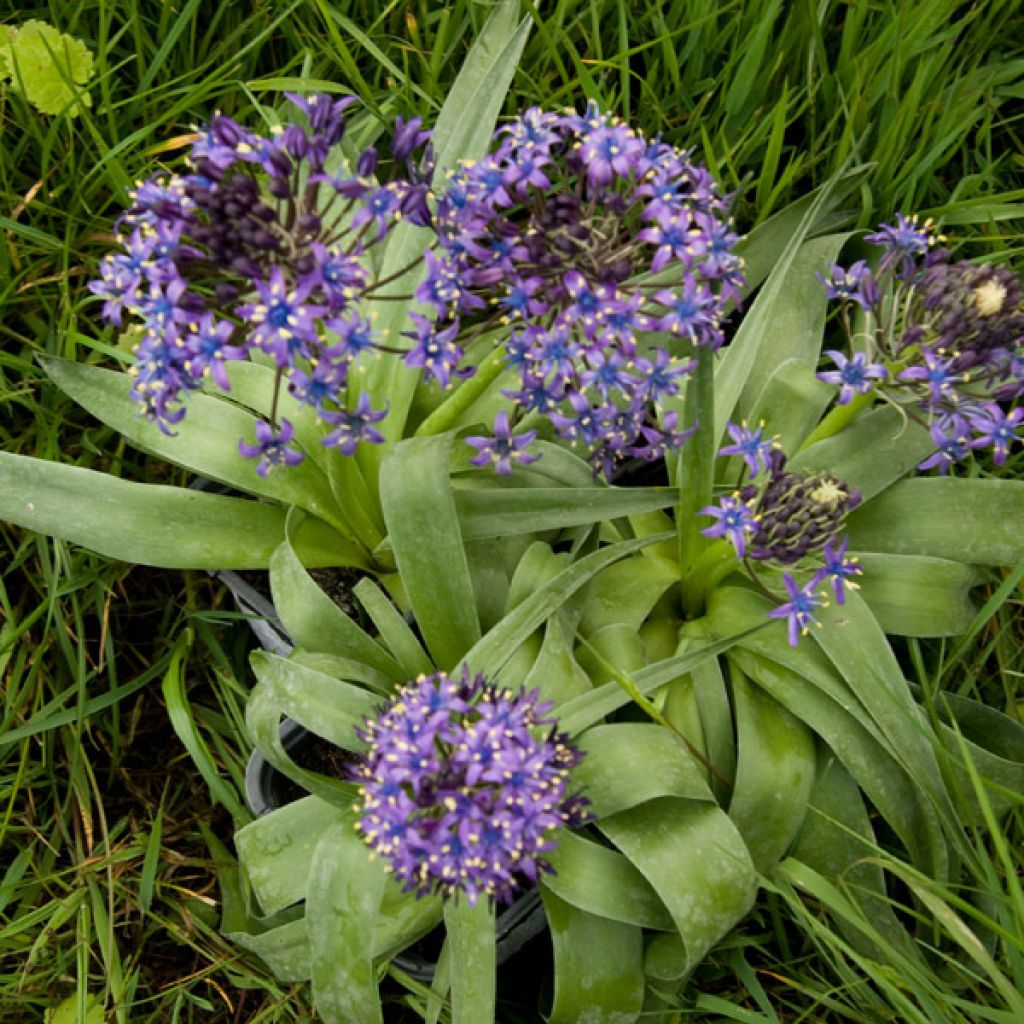 Scilla peruviana - Jacinto del Perú