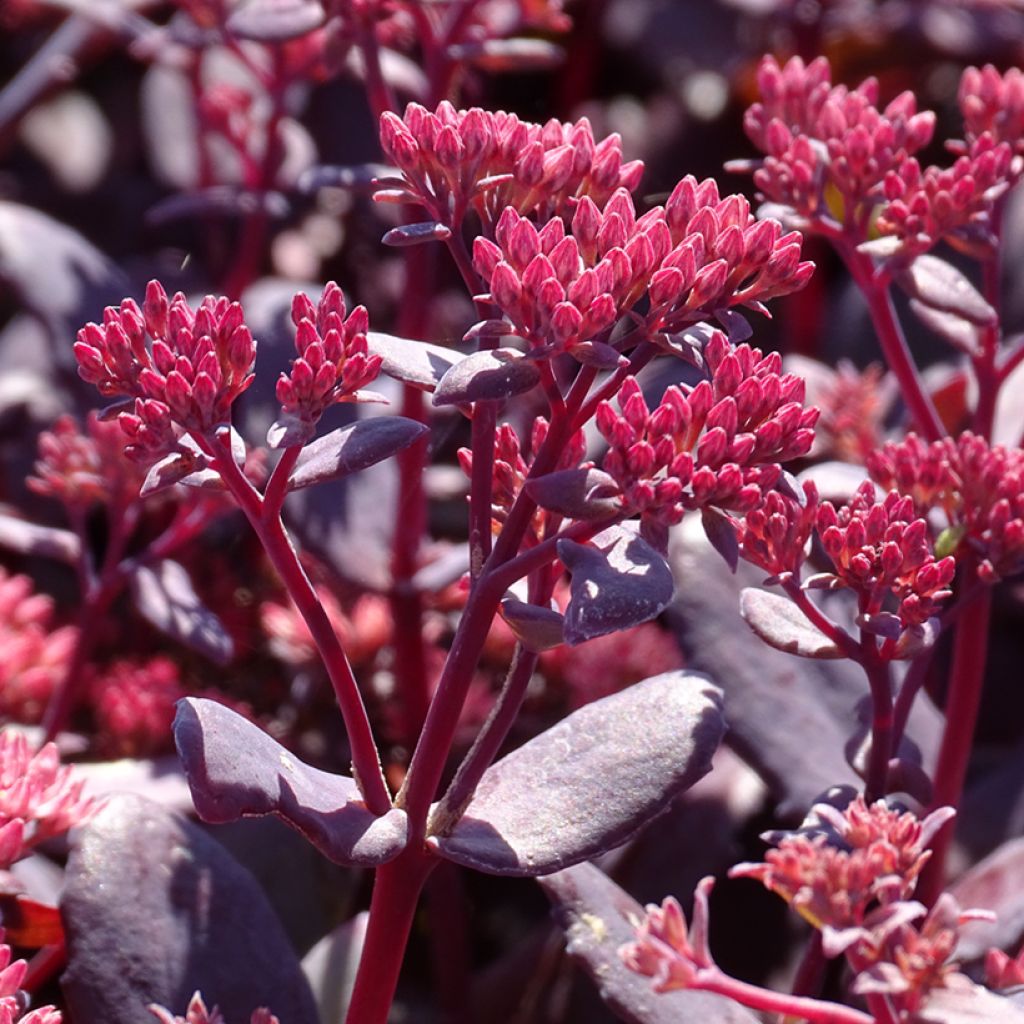 Sedum telephium Chocolate Cherry - Telefío