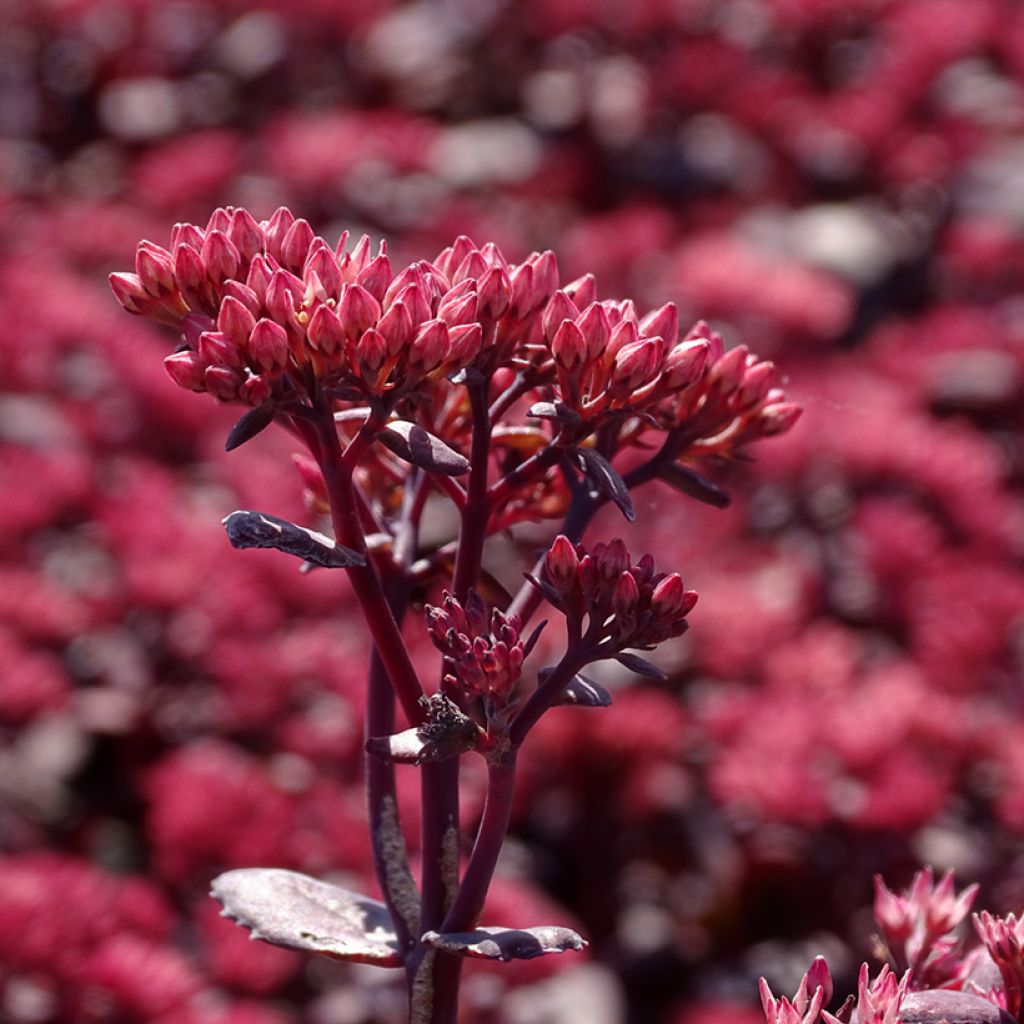 Sedum telephium Chocolate Cherry - Telefío