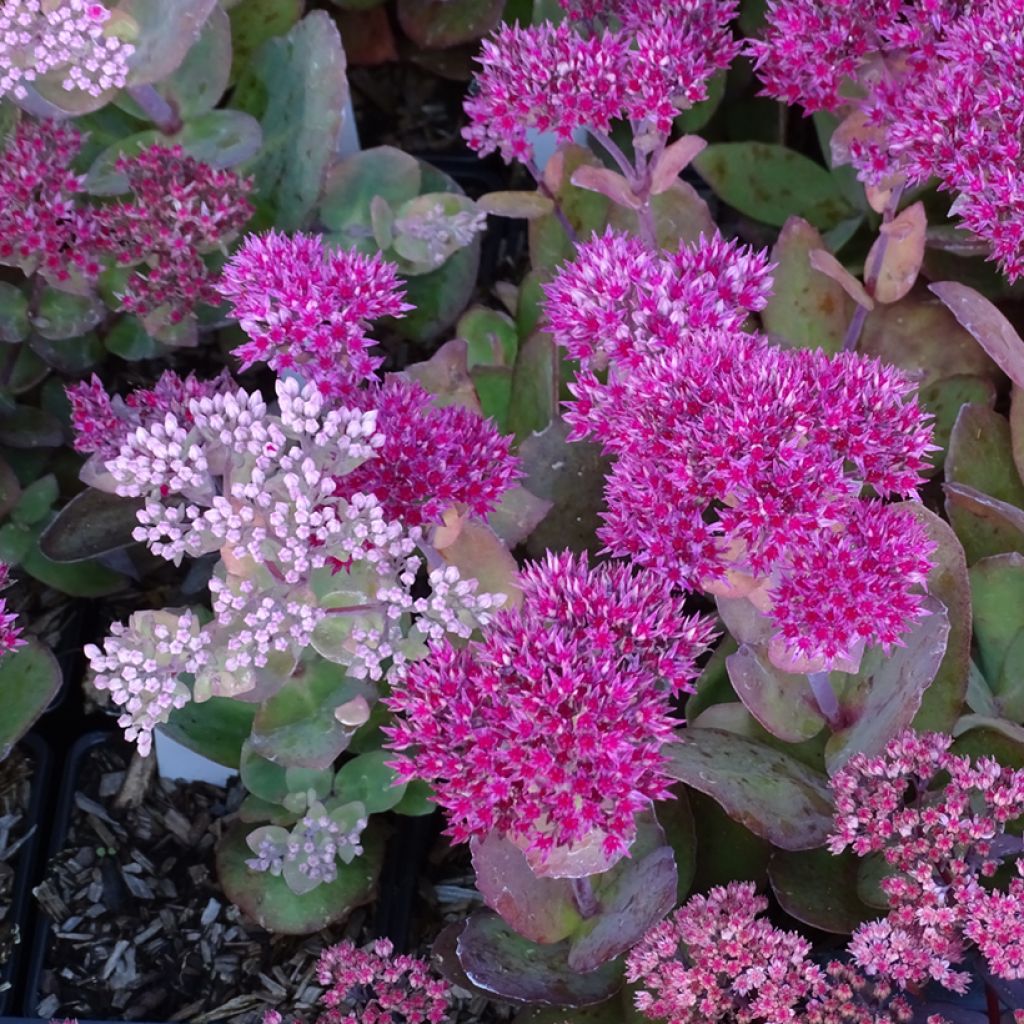 Sedum telephium Thunderhead - Telefío