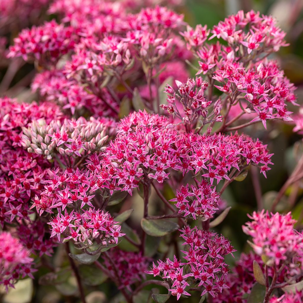Sedum telephium Thunderhead - Telefío