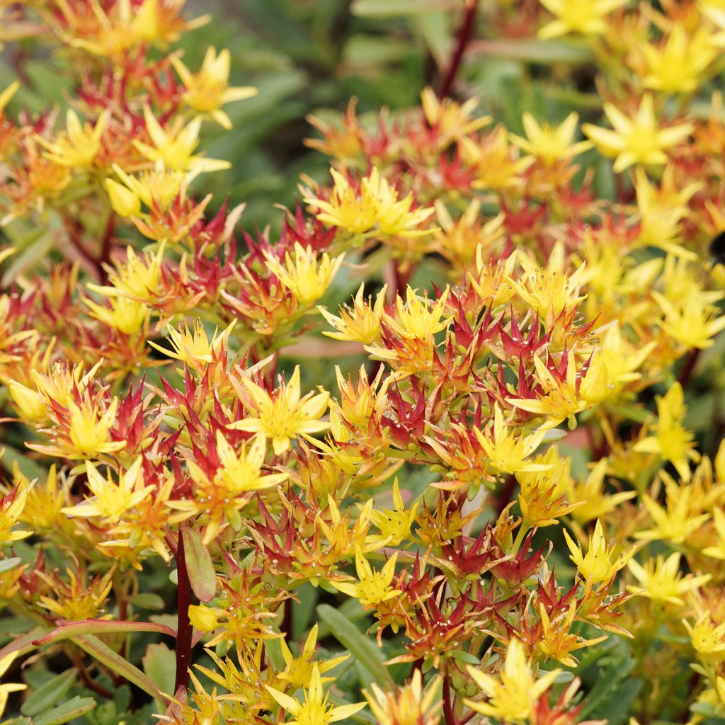 Sedum kamtschaticum Weihenstephaner Gold - Sedun