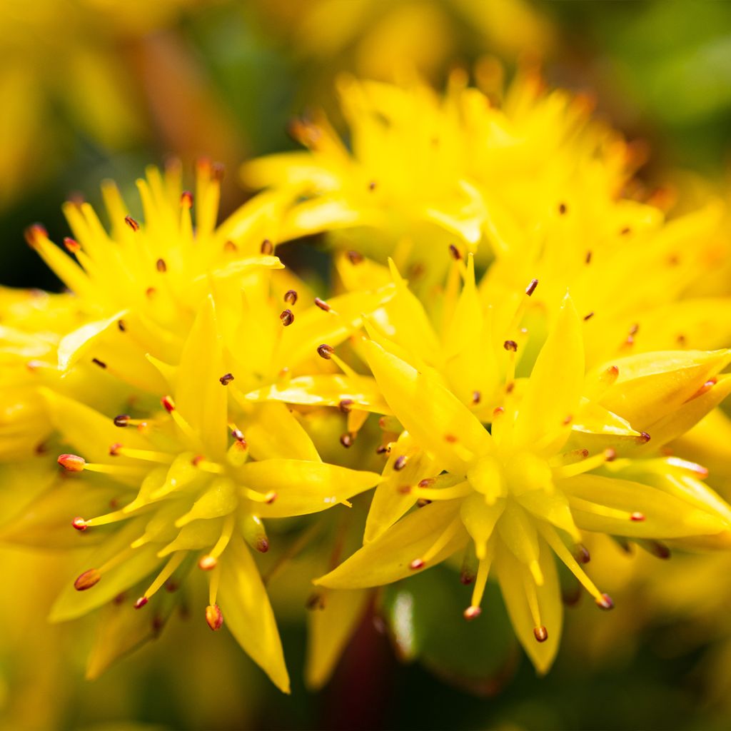 Sedum kamtschaticum Weihenstephaner Gold - Sedun