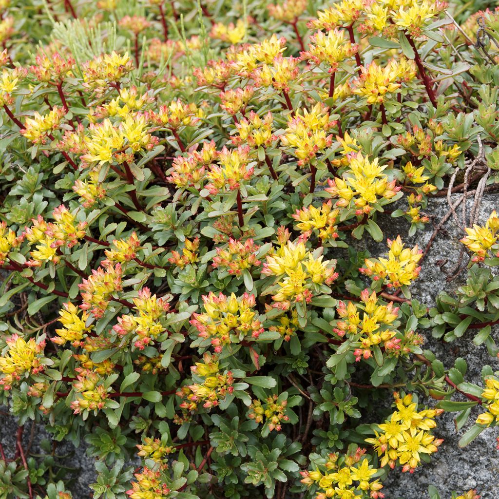 Sedum kamtschaticum Weihenstephaner Gold - Sedun