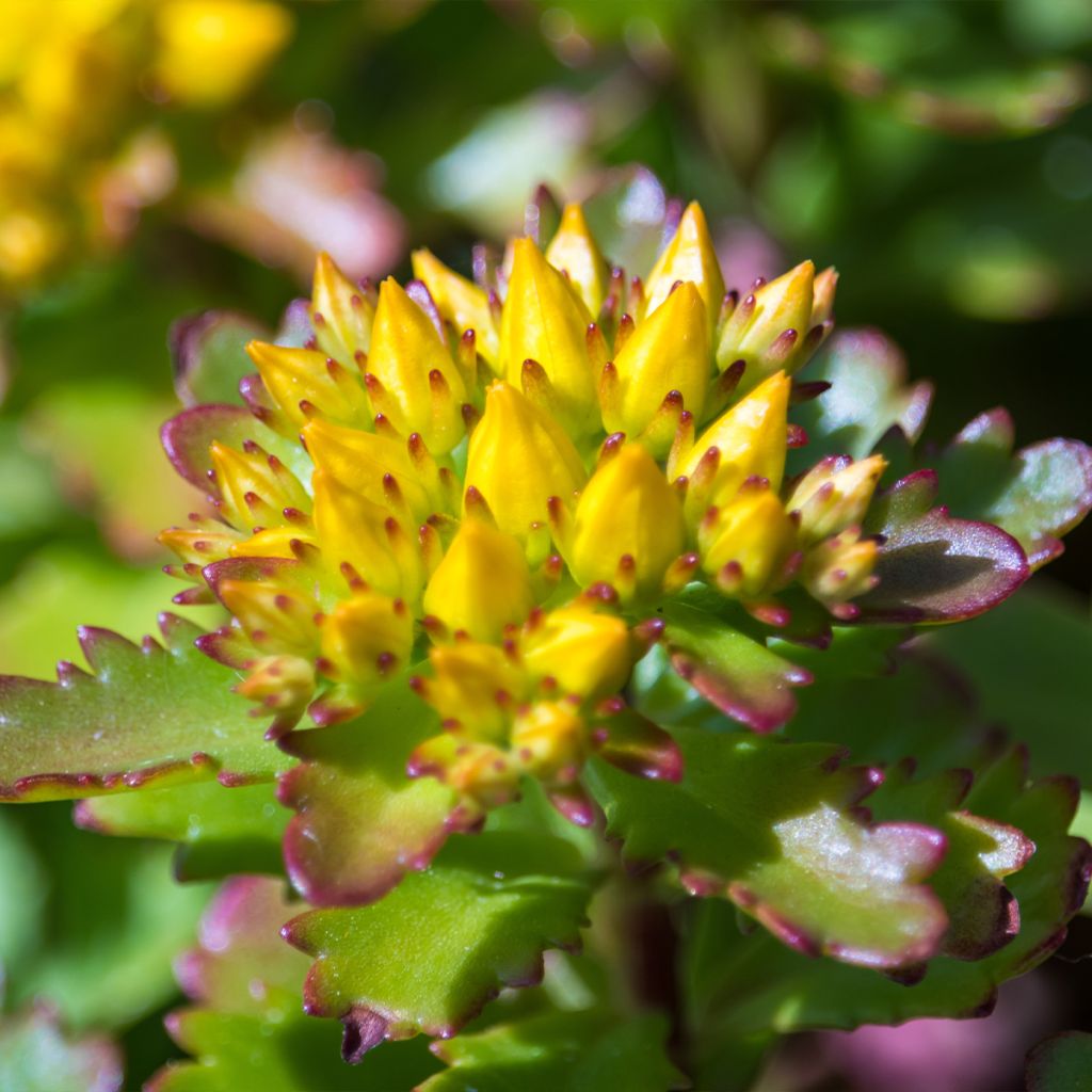 Sedum kamtschaticum Weihenstephaner Gold - Sedun