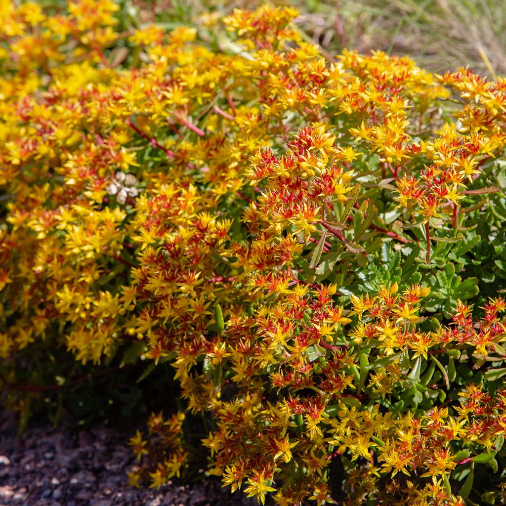 Sedum kamtschaticum Weihenstephaner Gold - Sedun