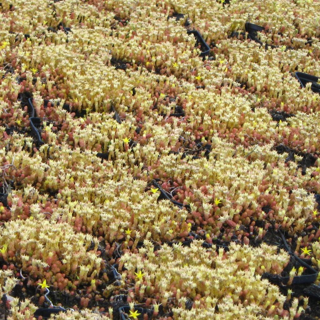 Sedum acre Yellow Queen - Sedo