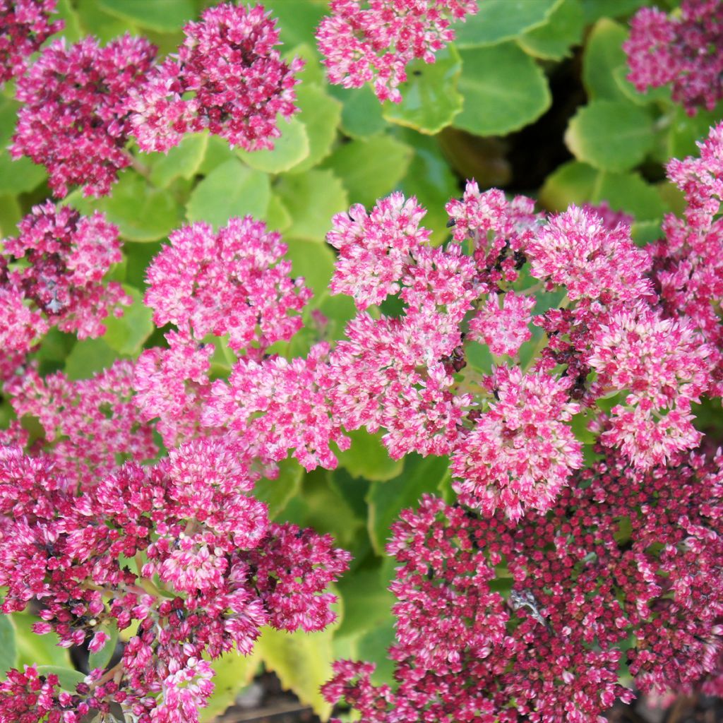 Sedum spectabile Brilliant - Telefío