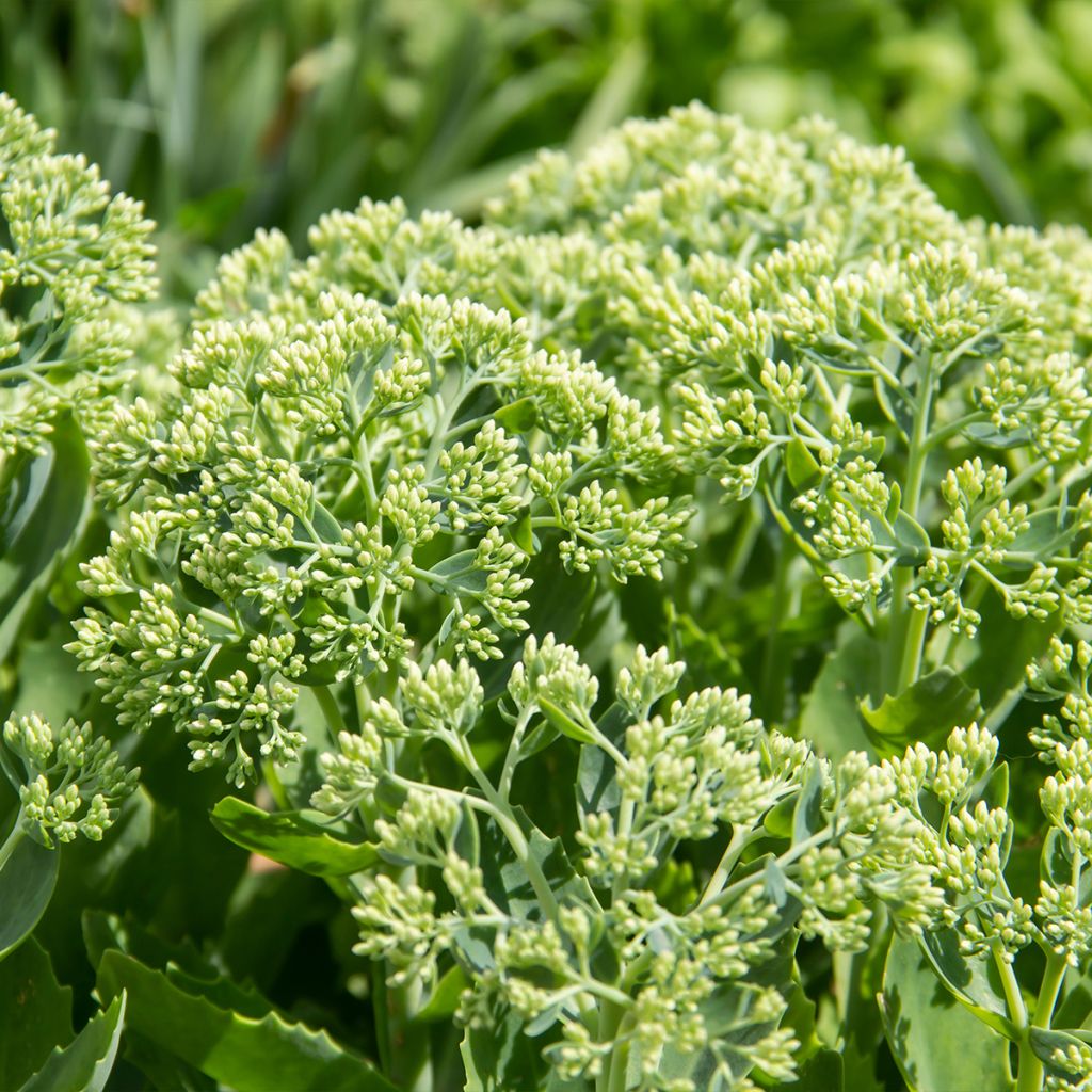 Sedum spectabile Brilliant - Telefío