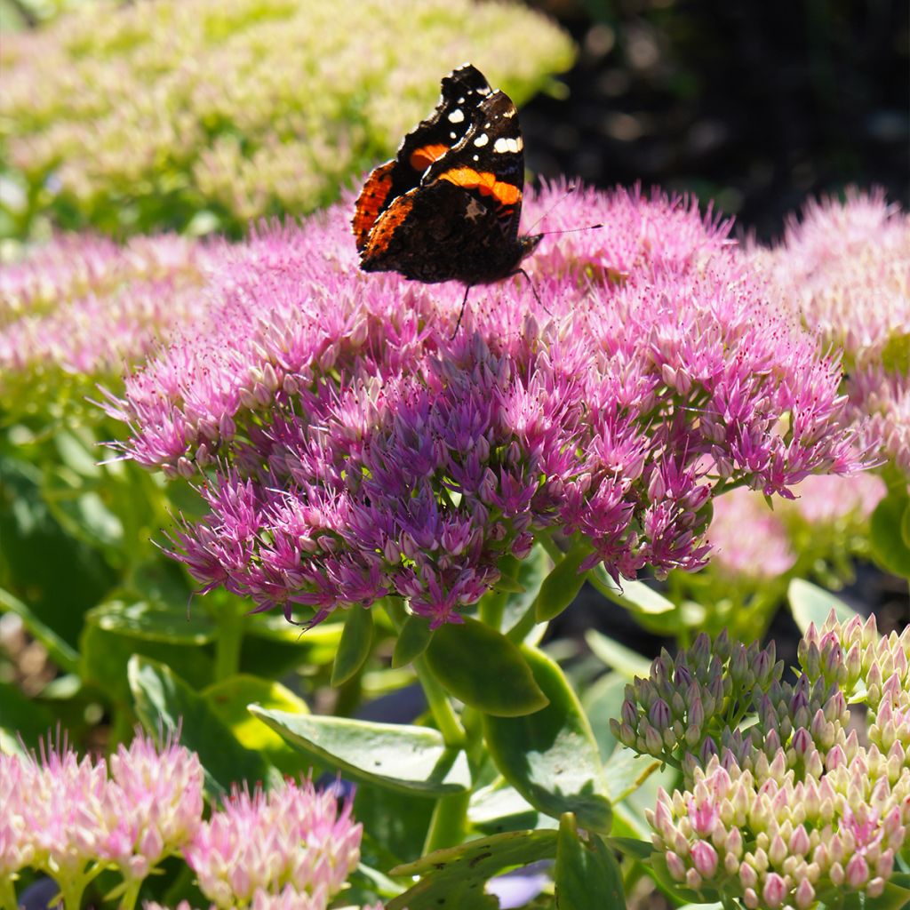 Sedum spectabile Brilliant - Telefío