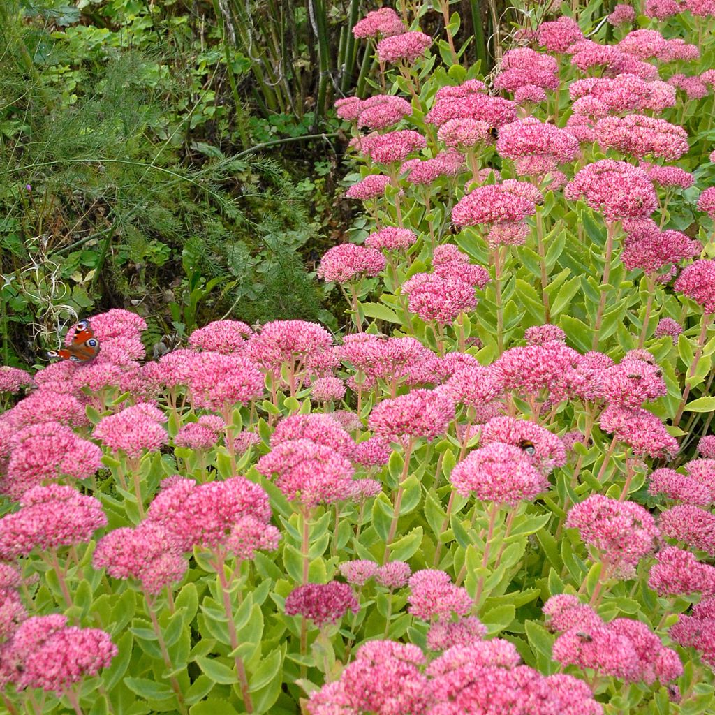 Sedum spectabile Brilliant - Telefío