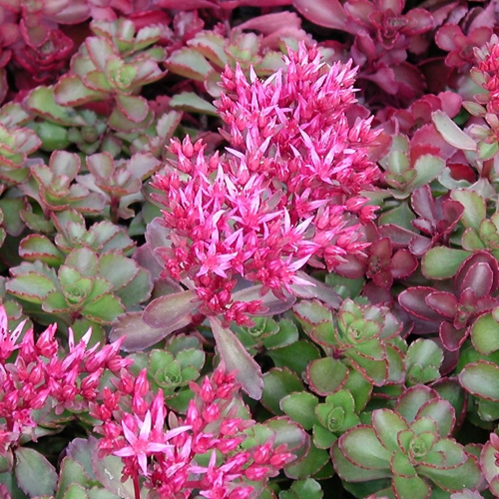 Sedum spurium Fuldaglut - Sedo bastardo