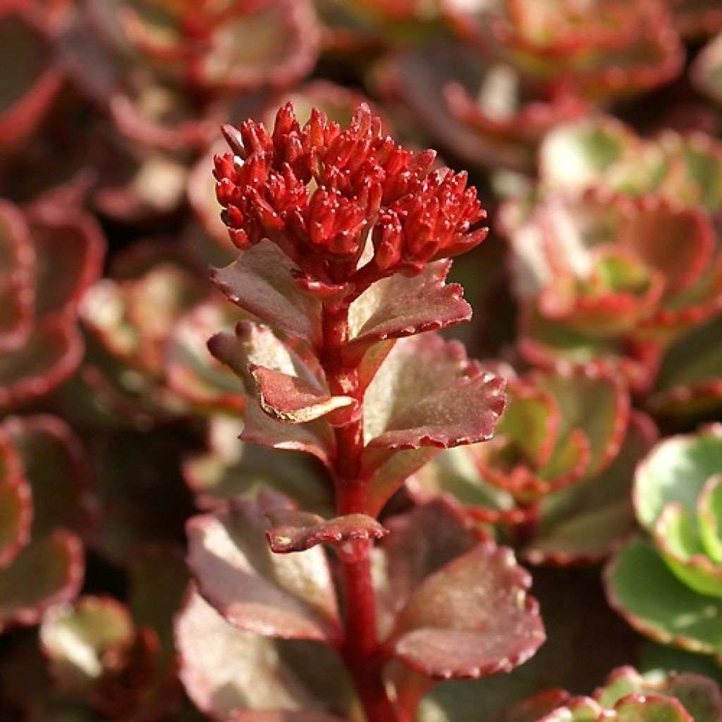 Sedum spurium Fuldaglut - Sedo bastardo