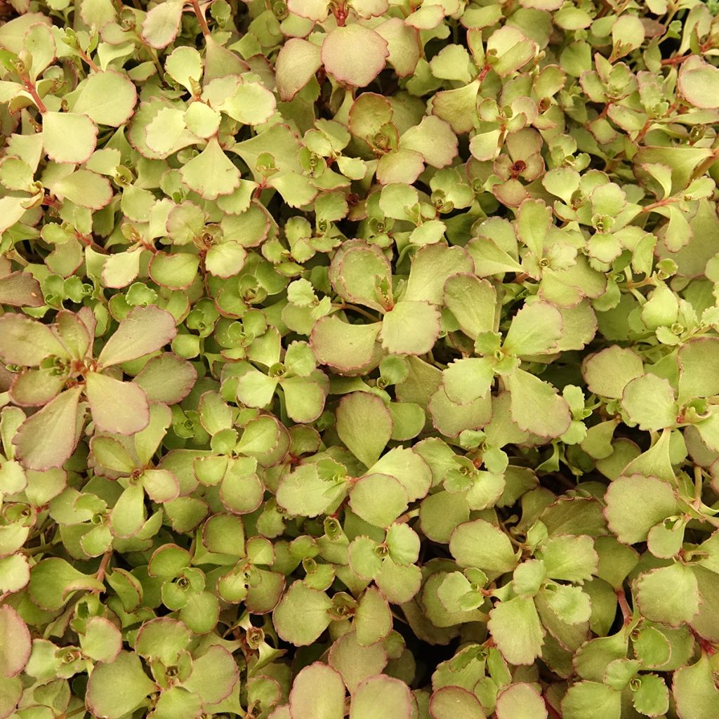 Sedum spurium Woodoo - Sedo bastardo