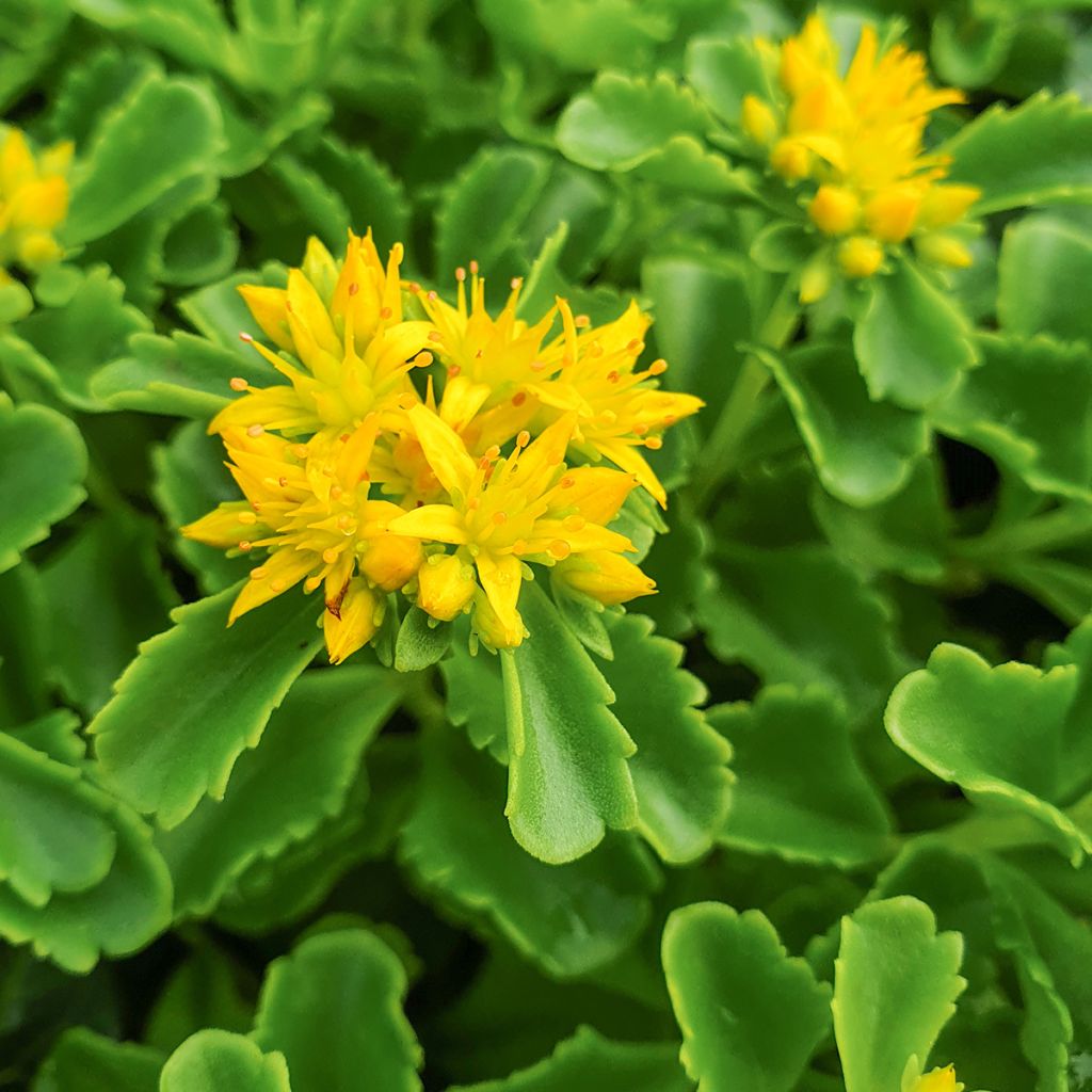 Sedum kamtchaticum - Sedun