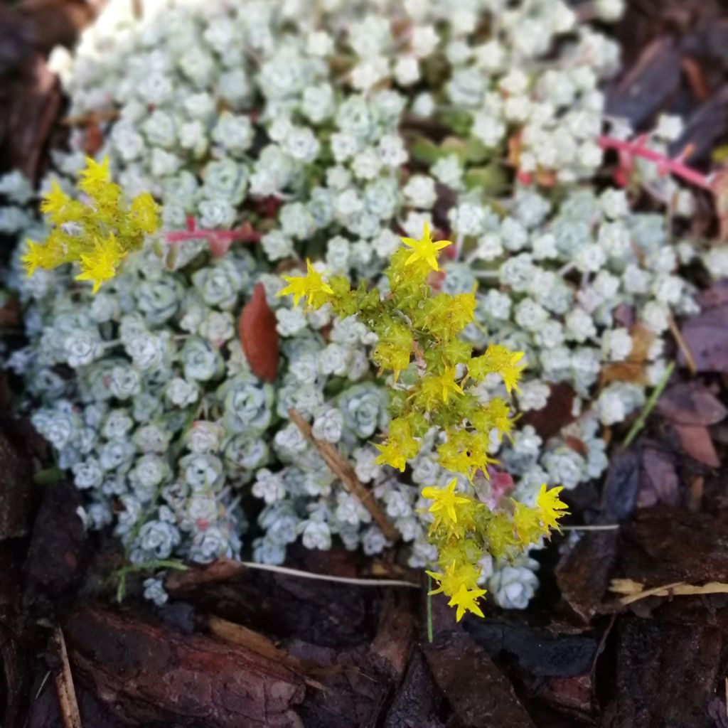 Sedum spathulifolium Cape Blanco