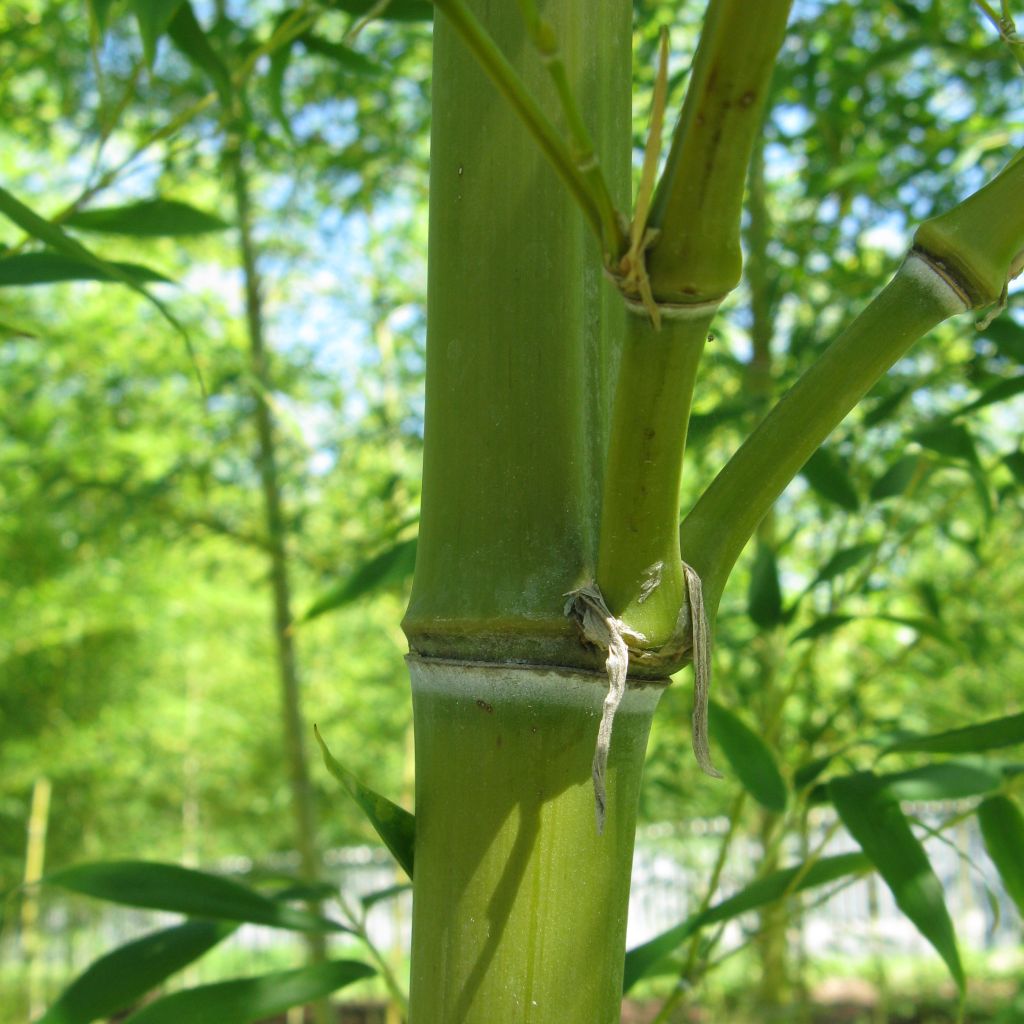 Semiarundinaria fastuosa - Bambú