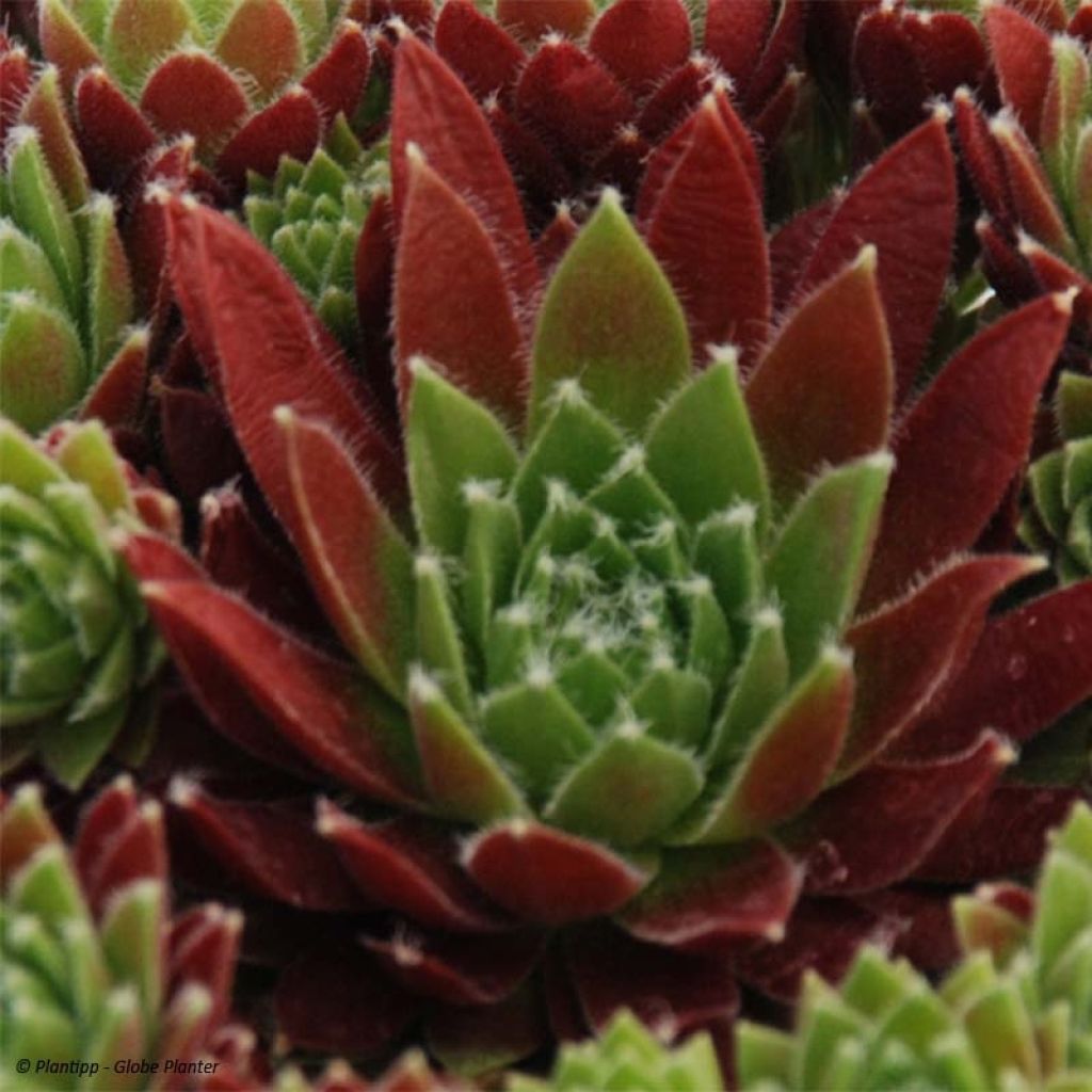 Sempervivum Chick Charms Cinnamon Starbust