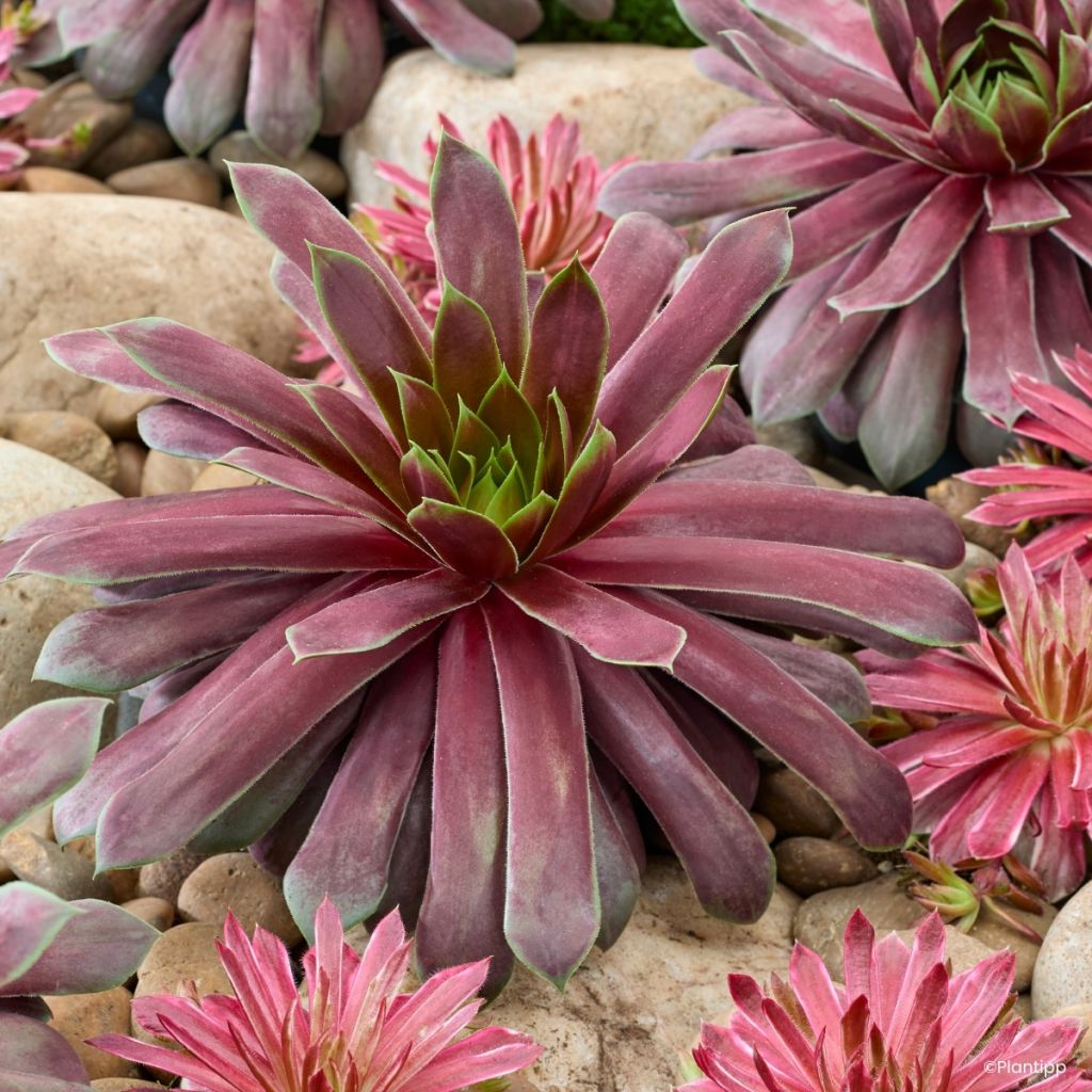 Sempervivum Chick Charms Giant Emerald Explosion - Siempreviva