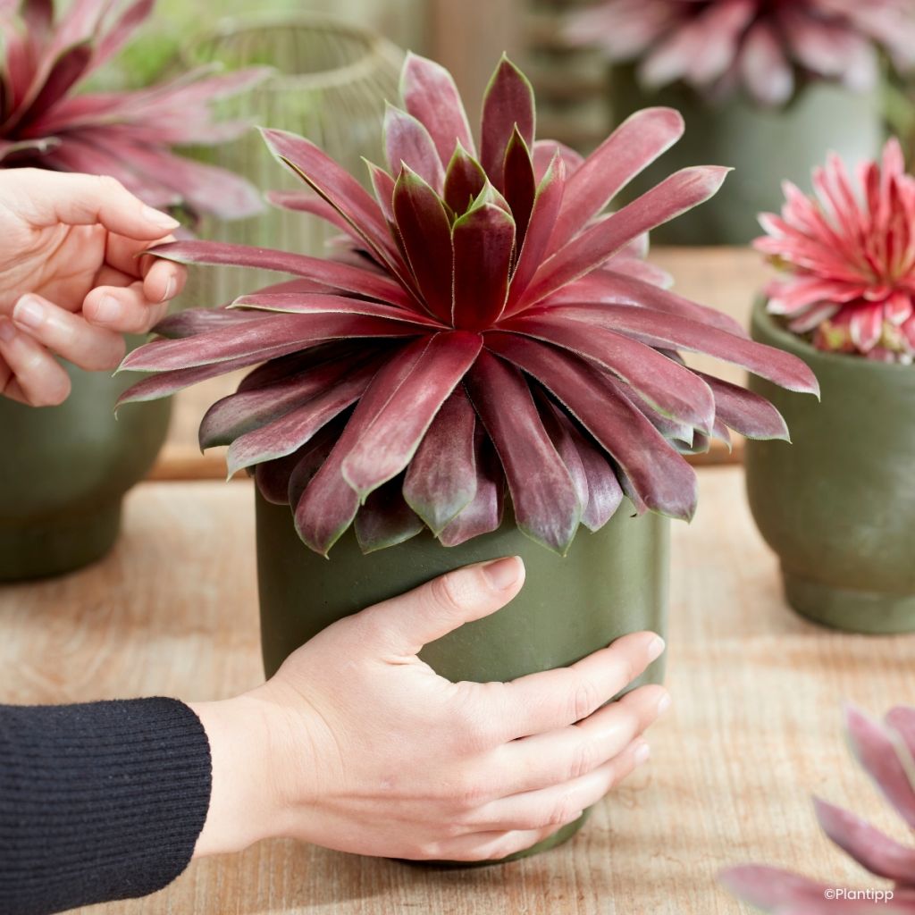 Sempervivum Chick Charms Giant Emerald Explosion - Siempreviva