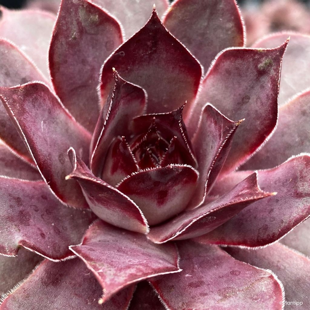 Sempervivum Chick Charms Grape Galaxy - Siempreviva