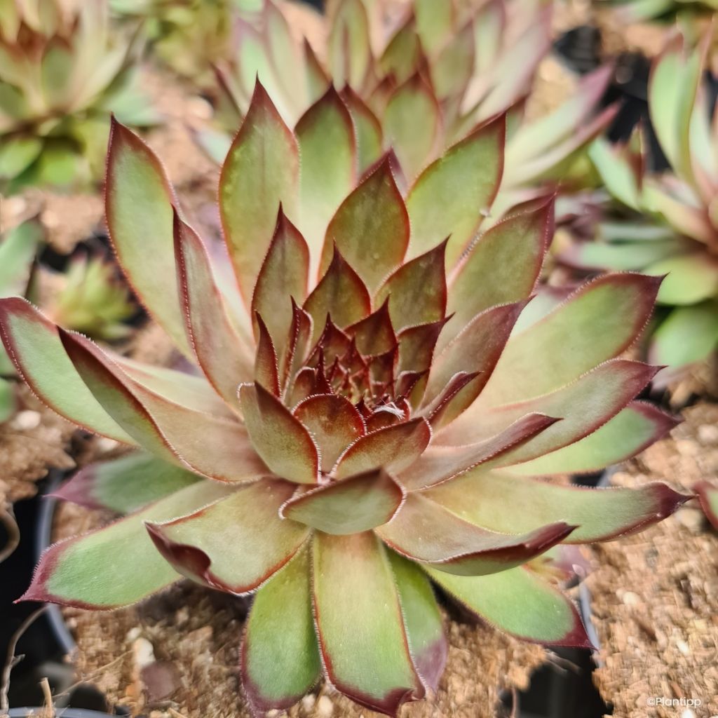Sempervivum Chick Charms Grape Galaxy - Siempreviva