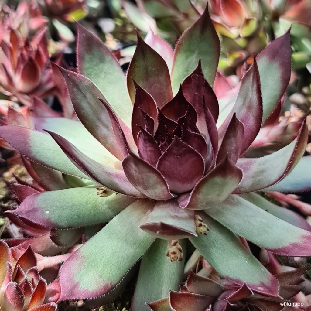 Sempervivum Chick Charms Grape Galaxy - Siempreviva