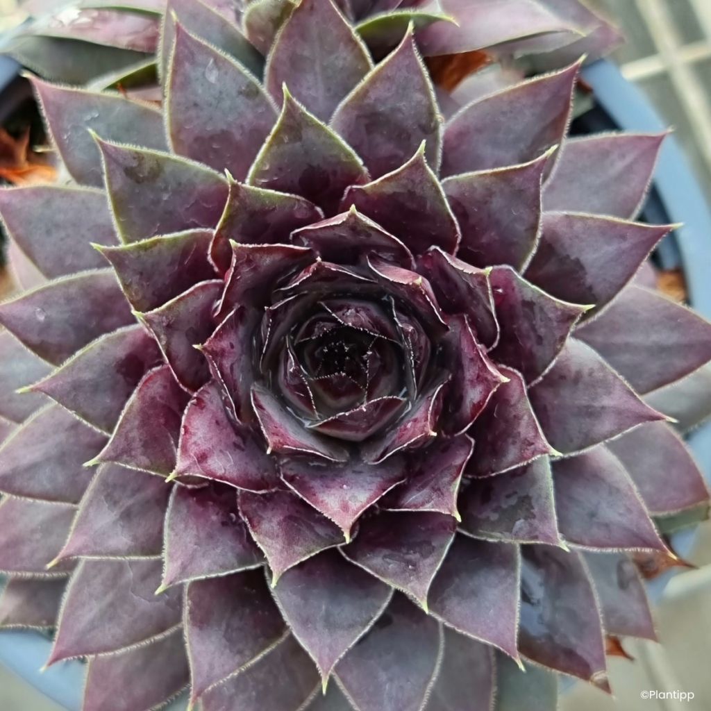 Sempervivum Chick Charms Grape Galaxy - Siempreviva