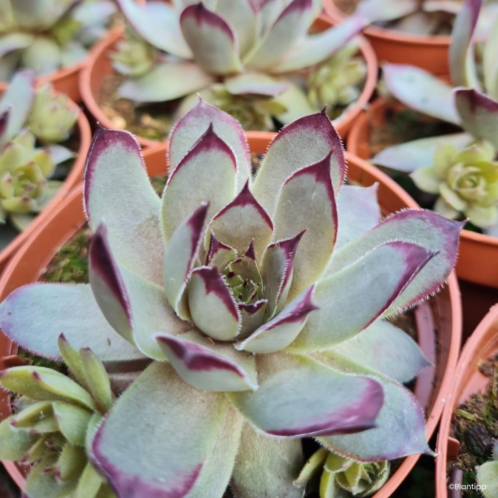 Sempervivum Chick Charms Grape Galaxy - Siempreviva