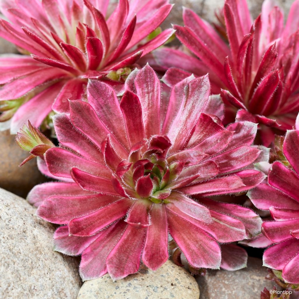 Sempervivum Chick Charms Lotus Blossom - Siempreviva