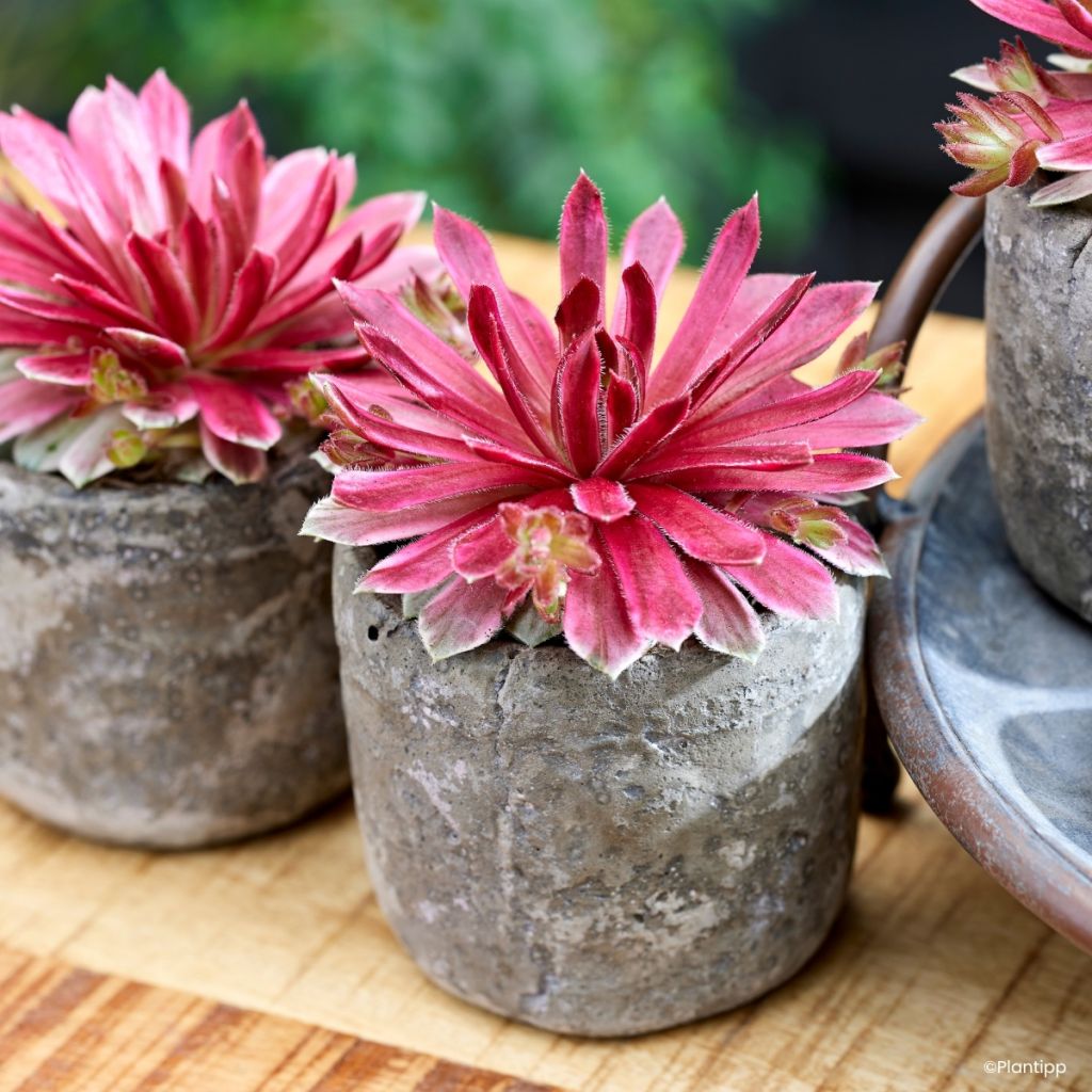 Sempervivum Chick Charms Lotus Blossom - Siempreviva
