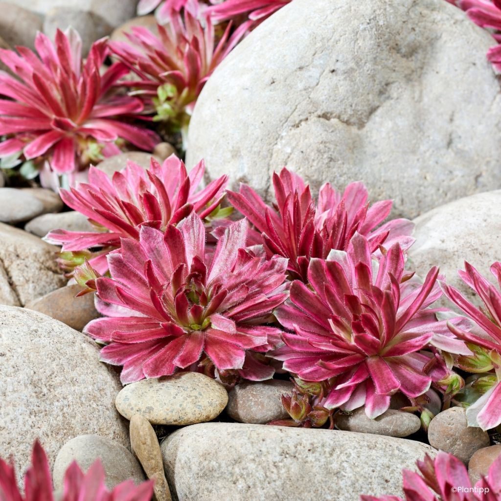 Sempervivum Chick Charms Lotus Blossom - Siempreviva