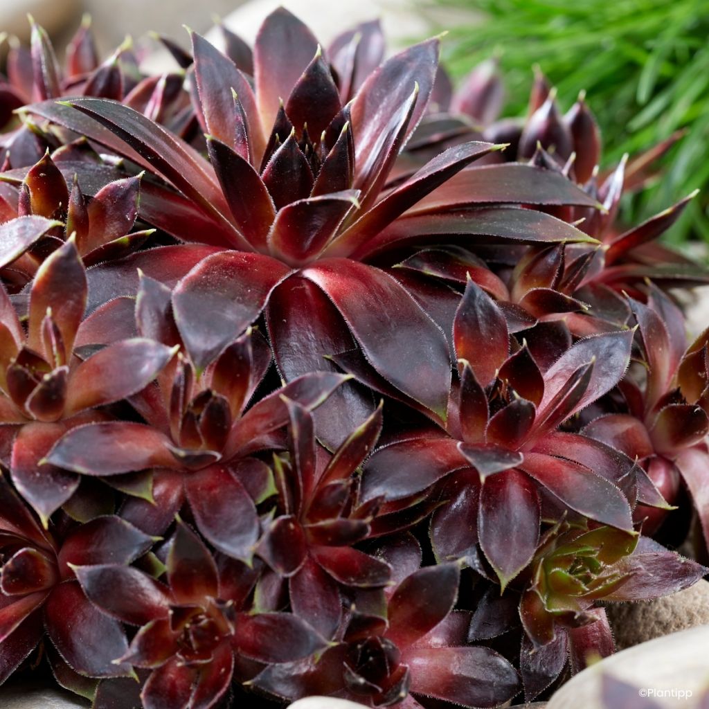 Sempervivum Colorockz Coconut Crystal - Siempreviva