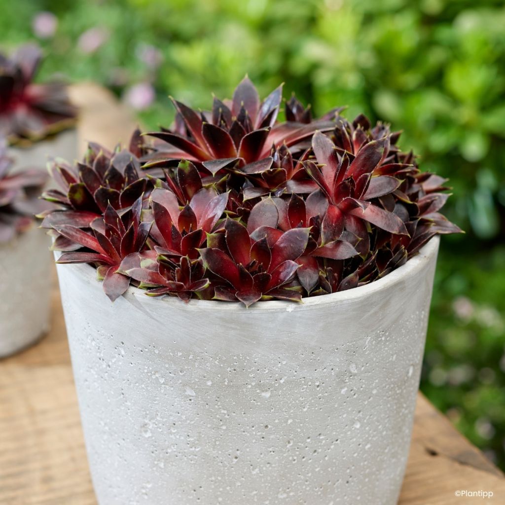 Sempervivum Colorockz Coconut Crystal - Siempreviva