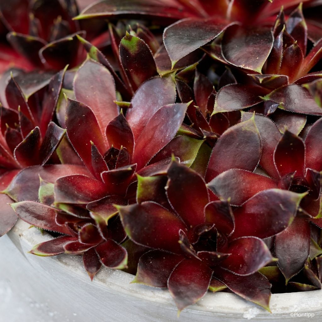 Sempervivum Colorockz Coconut Crystal - Siempreviva