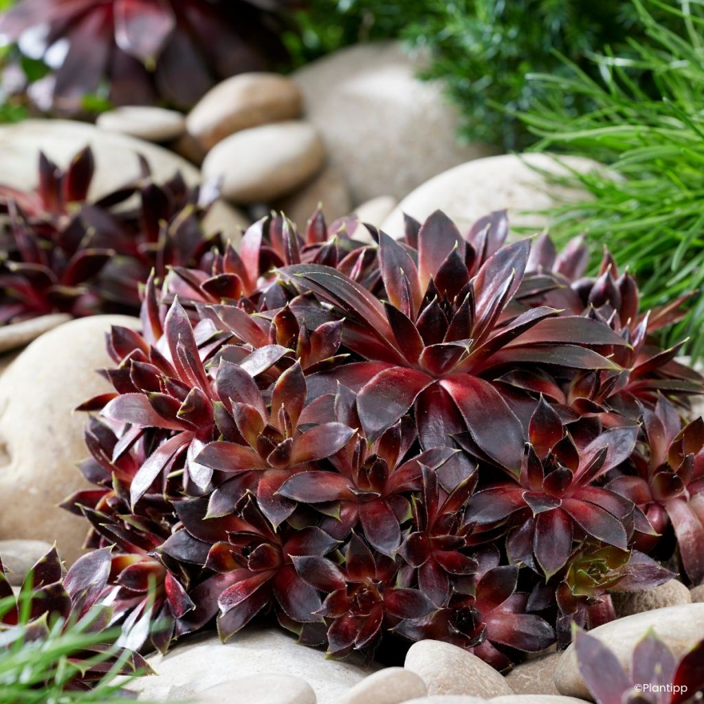 Sempervivum Colorockz Coconut Crystal - Siempreviva