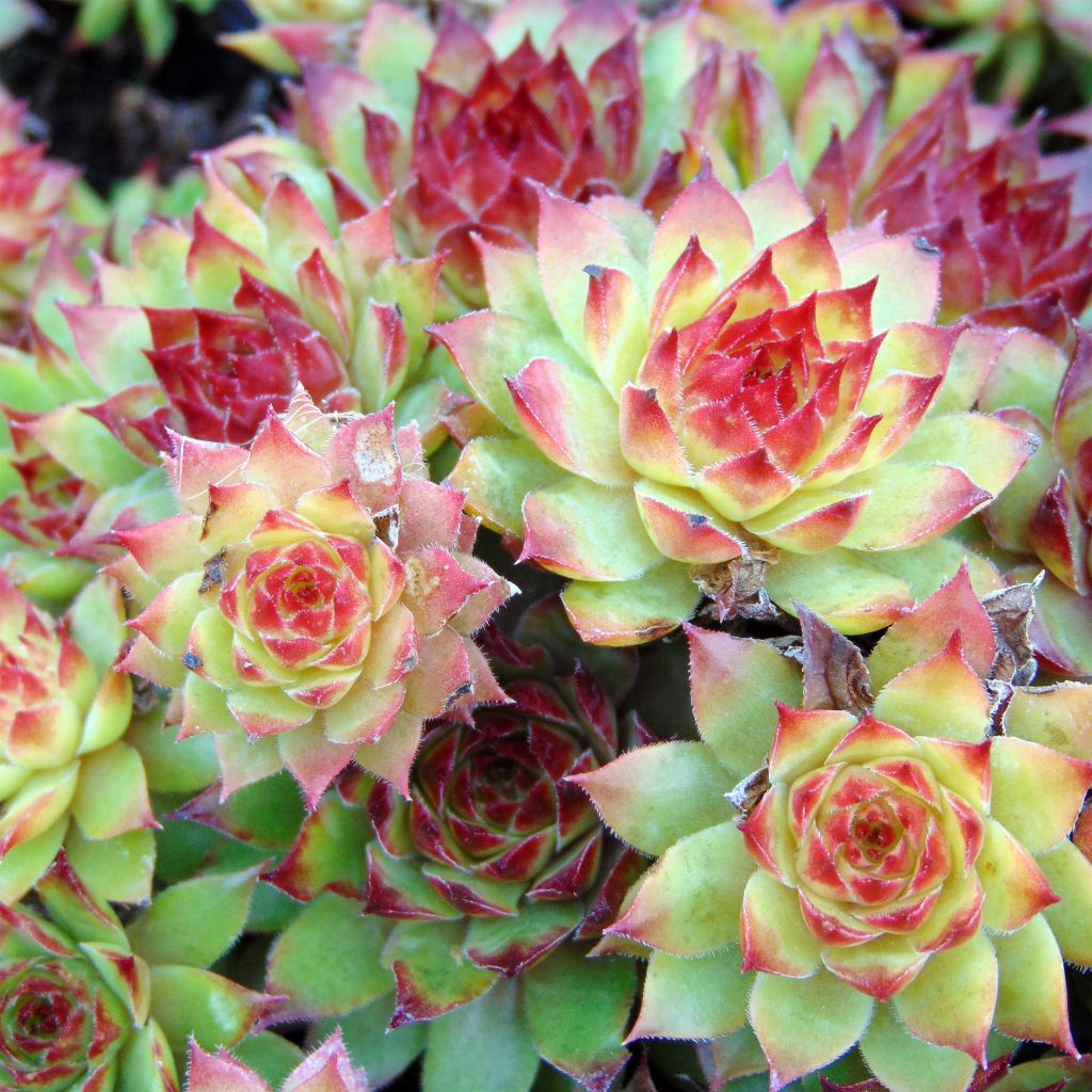 Sempervivum Noir