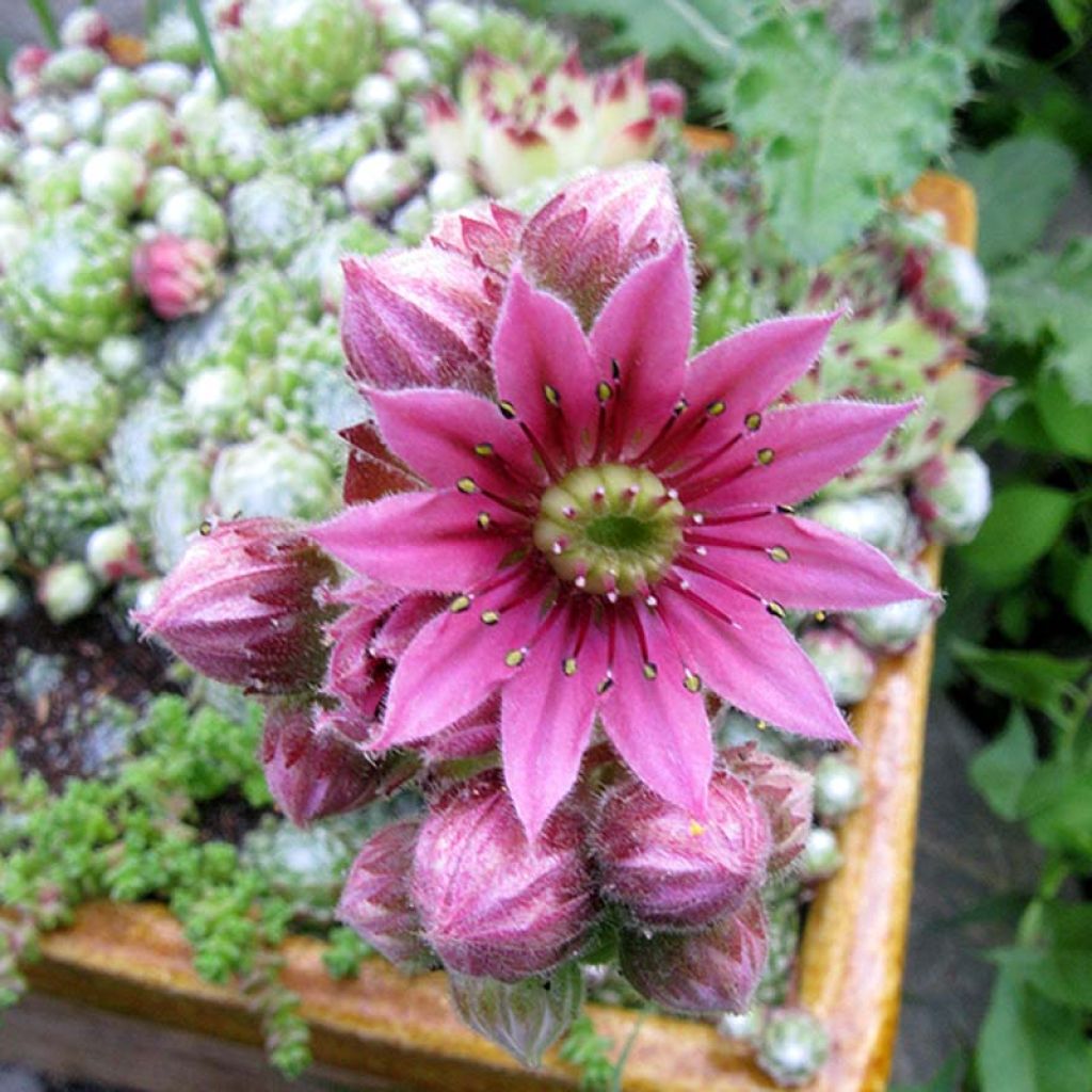 Sempervivum arachnoideum de arañas
