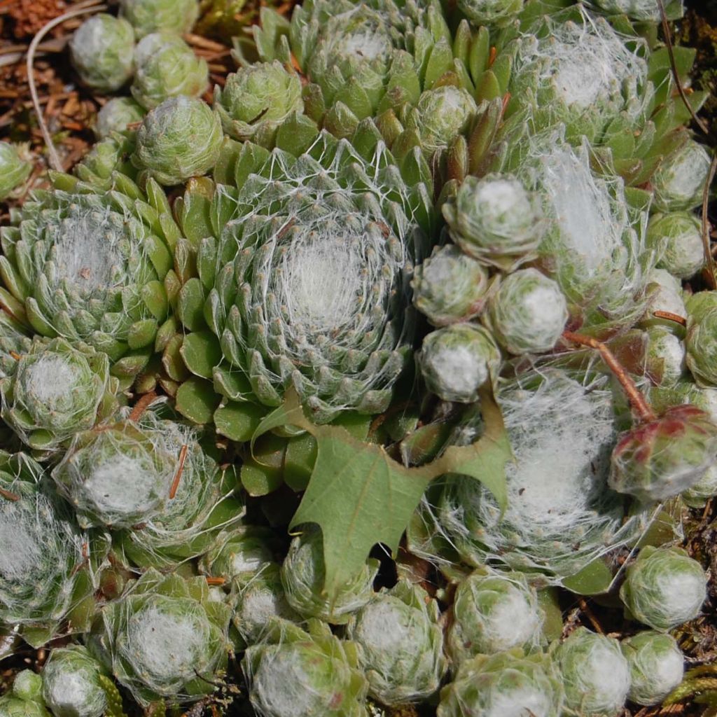 Sempervivum arachnoideum de arañas