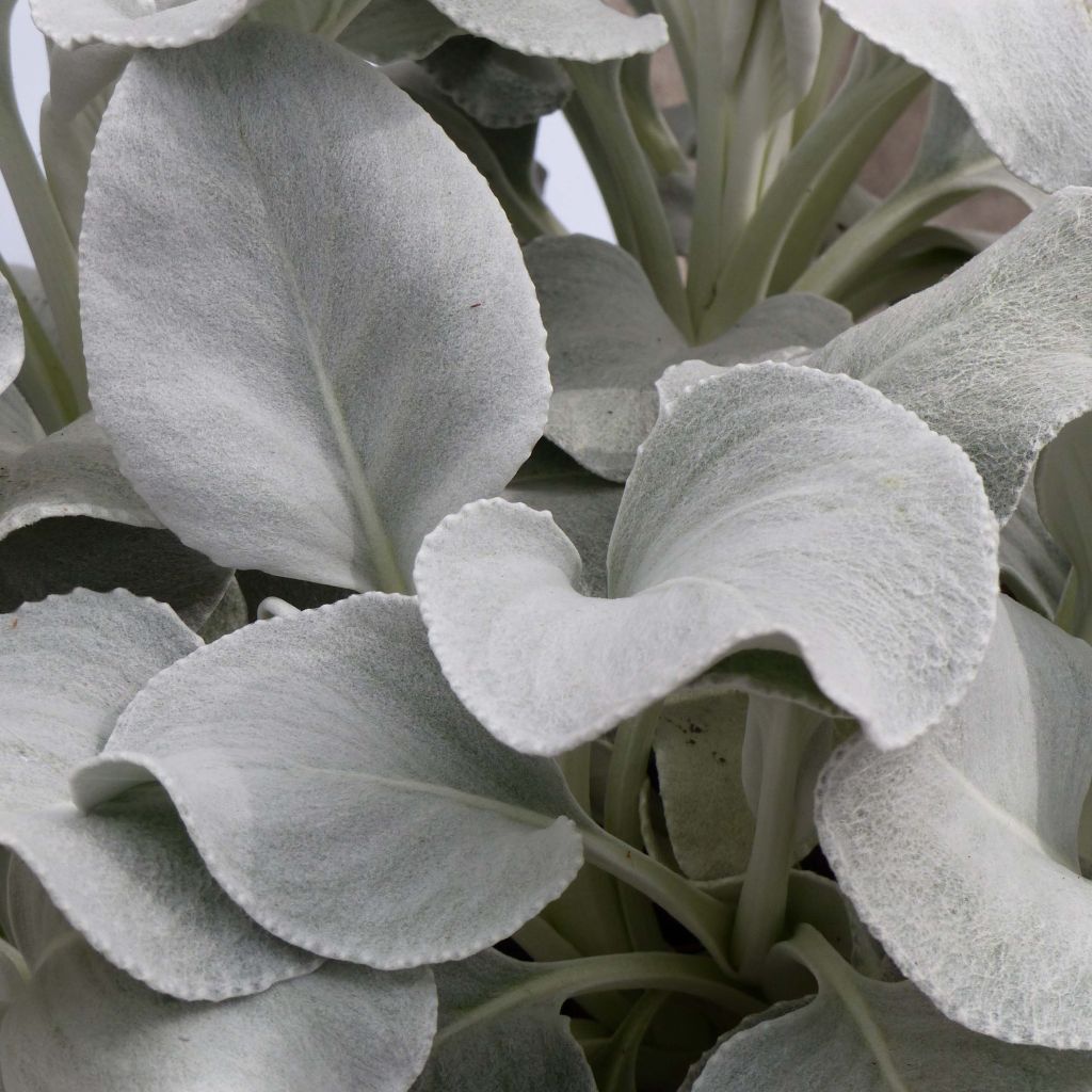 Senecio cineraria var. candicans Angel Wings - Cineraria gris