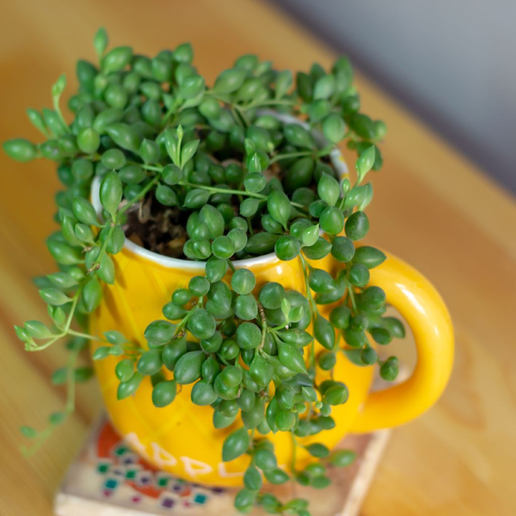 Senecio herreianus - Rosario planta